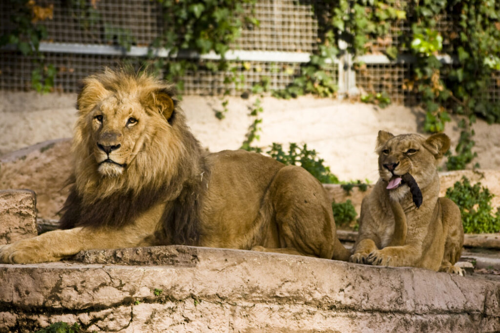 Lion et lionceau au zoo